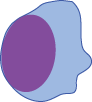drawing of a lymphocyte