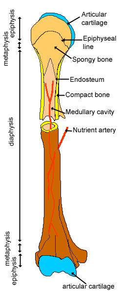 diagram of a bone