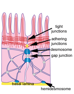diagram of cell junctions