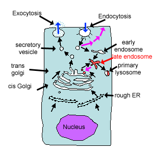 diagram of trafficking pathways in cell