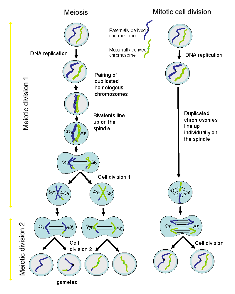 mitosis vs meiosis in humans