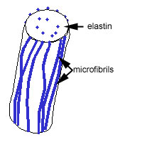 elastic fibre diagram