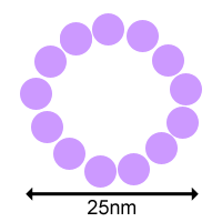 cross_sectional diagram of microtubule