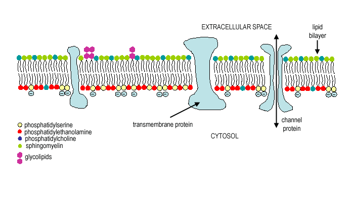 diagram of plasma membrane