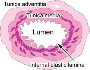 lumen definition biology