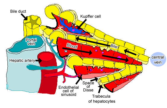 diagram of blood and bile flow