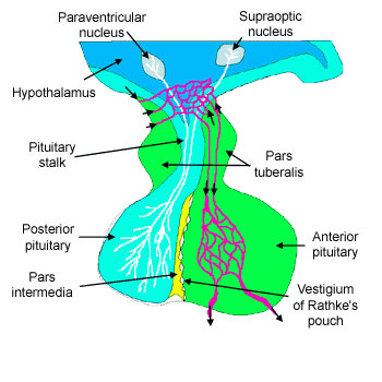 diagram of pituitary