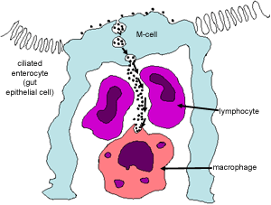 diagram of M-cell
