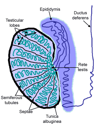 Male reproductive: The Histology Guide