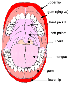 diagram of mouth