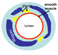 diagram of a bronchus