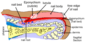 hyponychium histology