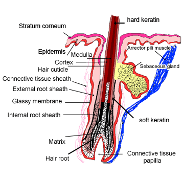 Hair And Skin Diagram. This diagram shows the main