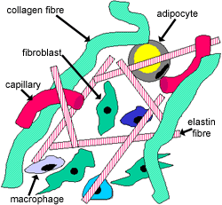 diagram of loose connective tissue