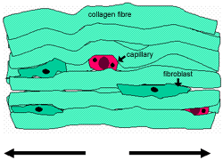  diagram of dense regular connective tissue 