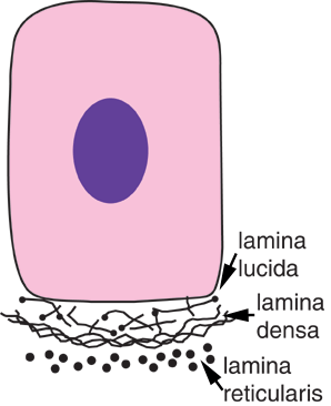 diagram of layers in basement membrane