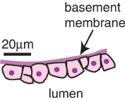 diagram of basement membrane