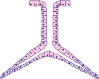 simple branched tubular gland diagram