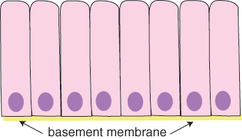 diagram of columnar epithelium