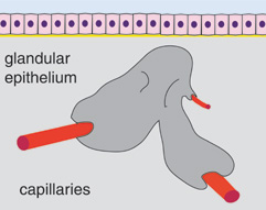 diagram of exocrine gland