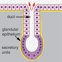 gland diagram