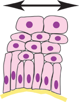 diagram of transitional epithelium