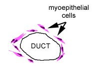 diagram of duct and myoepithelial cells