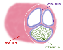 diagram of peripheral nerve