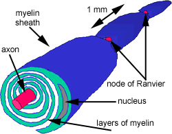 diagram of the structure of a nerve