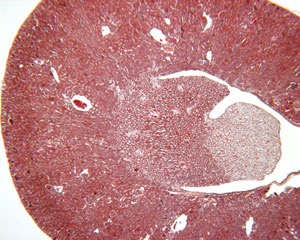 photo of kidney section