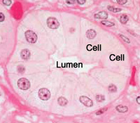 photo of H&E stained cells