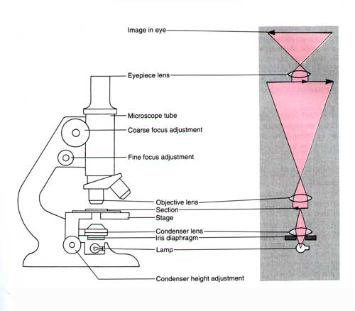 introduction to light microscopy