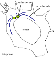 Video frame of cell in interphase
