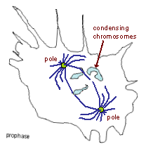 Video frame of cell in prophase