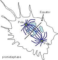 Video frame of cell in prometaphase