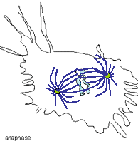 Video frame of cell in anaphase
