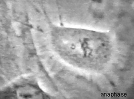 Drawing of a cell in anaphase