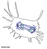 Video frame of cell in telophase