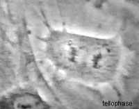 Drawing of a cell in telophase