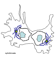 Video frame of cell in cytokineses