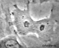Drawing of a cell in cytokinesis