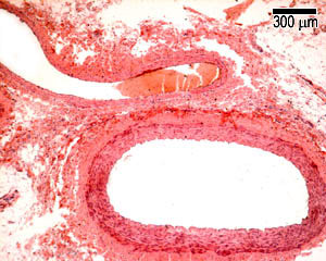 Quiz image H