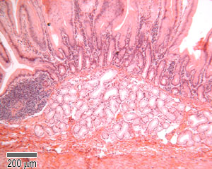 Section through the human duodenum
