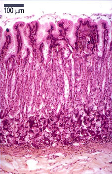 Gastric mucosa