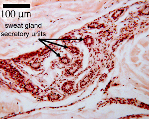 Sweat glands