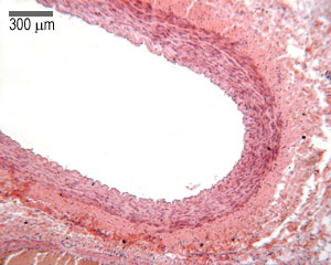 Quiz image A