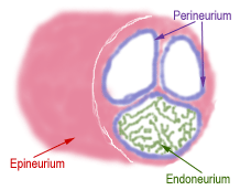 Diagram of peripheral nerve