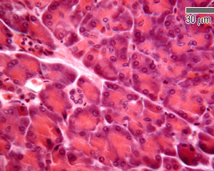 Magnified section of pancreas