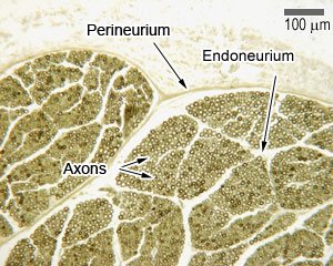 Peripheral nerve