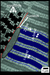 Labelled em of muscle sarcomeres